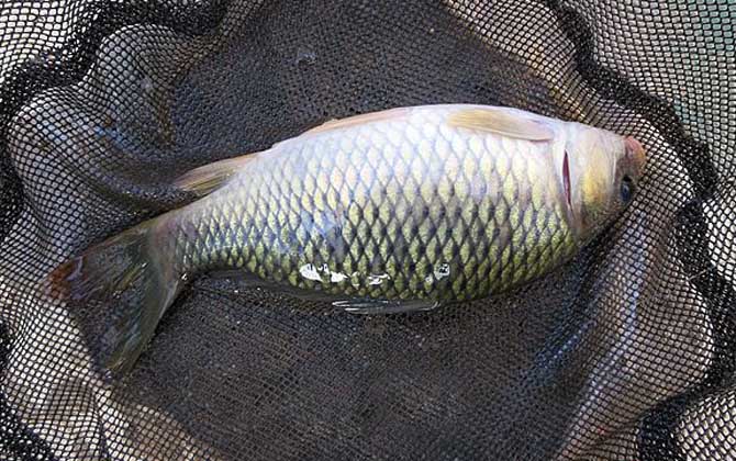 野钓鲤鱼