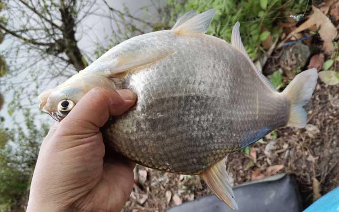 野钓鳊鱼