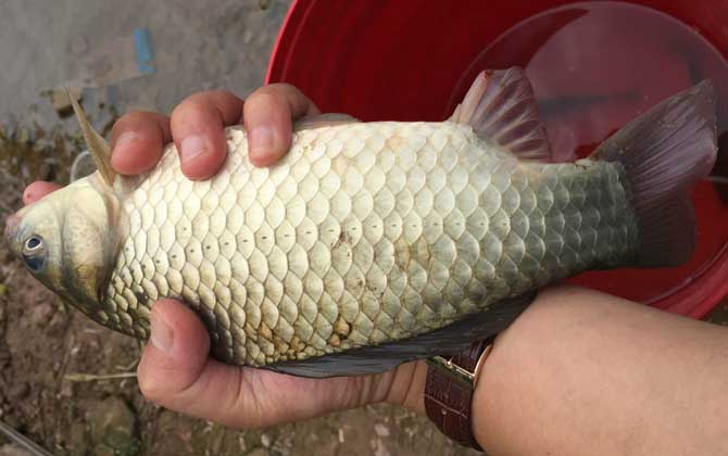 夏季钓鲫鱼