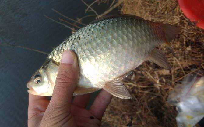 夏季钓鲫鱼